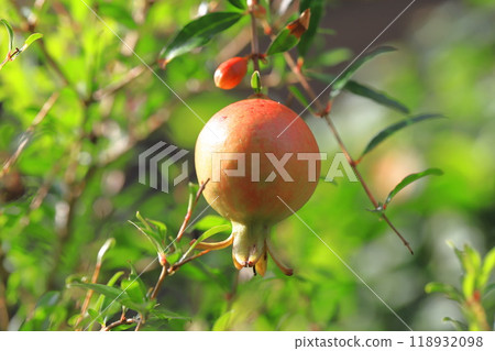 Red-colored pomegranate (Korean pomegranate) fruit Red-colored pomegranate (Korean pomegranate) fruit 118932098