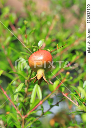 Red-colored pomegranate (Korean pomegranate) fruit 118932100