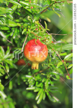 紅色姬櫻果 紅色姬櫻果 118932105