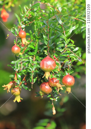 Red-colored pomegranate (Korean pomegranate) fruit 118932109