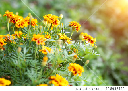 Orange marigold tagetes flowers grow in the garden on flowerbed on sunny summer day. Concept of gardening, floriculture, growing homemade flowers Orange marigold tagetes flowers grow in the garden on flowerbed on sunny summer day. Concept of gardening, floriculture, growing homemade flowers 118932111