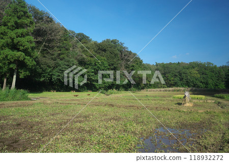 Kishi rice fields in the Sayama Hills after harvest 118932272