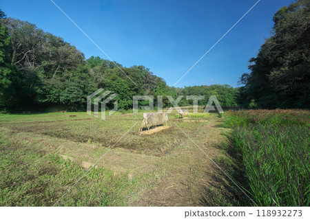 Kishi rice fields in the Sayama Hills after harvest 118932273
