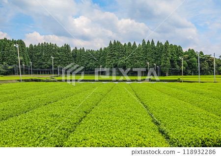 鹿兒島茶園 鹿兒島茶園 118932286