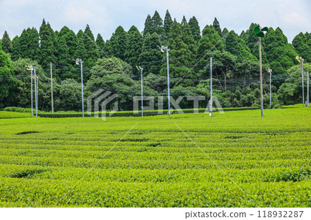 鹿兒島茶園 鹿兒島茶園 118932287