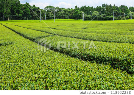 鹿兒島茶園 118932288
