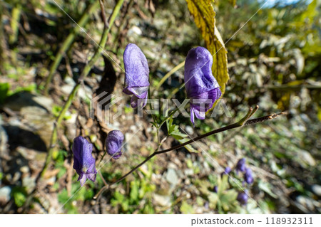 Climbing Kitadake (Hirokawara Mountain Lodge → Kitadake Mountain Lodge) Climbing Kitadake (Hirokawara Mountain Lodge → Kitadake Mountain Lodge) 118932311