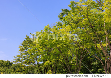 新葉耀眼的季節 新葉耀眼的季節 118932458