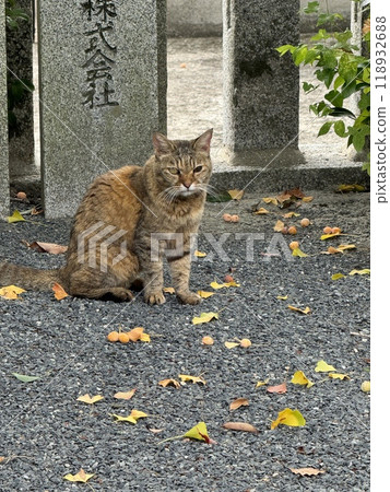 參觀福岡縣鵜鶘原神社 118932688