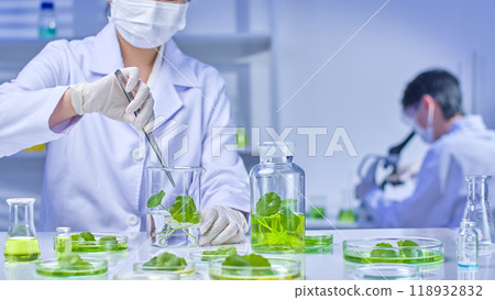 A scientist uses tweezers to pick pennywort from a beaker. In the background, another scientist looks through a microscope. The lab is filled with scientific equipment and pennywort samples. A scientist uses tweezers to pick pennywort from a beaker. In the background, another scientist looks through a microscope. The lab is filled with scientific equipment and pennywort samples. 118932832
