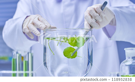 The picture depicts a scientist delicately picking up a pennywort from a water beaker with tweezers. The scene is set in a tidy laboratory with scientific equipment and more pennywort samples. 118932838