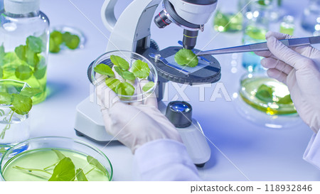 Scientists use tweezers to collect centella samples from a petri dish and observe them under a microscope, while pennywort samples are stored in glass containers in a modern lab. 118932846