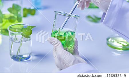 Scientists holding and stirring pennywort solution in a beaker, while glassware used to contain pennywort solution experimental samples are on display. Sample photo from pennywort laboratory. 118932849