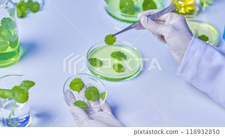 A sample lab image shows a researcher folding gotu kola leaves soaked in solution onto a petri plate and seeing a gotu kola lab setting with all necessary equipment and specimens. A sample lab image shows a researcher folding gotu kola leaves soaked in solution onto a petri plate and seeing a gotu kola lab setting with all necessary equipment and specimens. 118932850