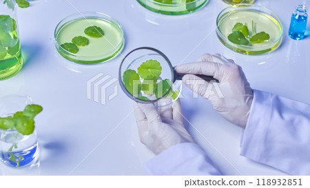 A quality image of a scientist using a magnifying glass to observe a petri dish containing gotu kola samples. On the table are specimens and tools for the gotu kola experiment. 118932851