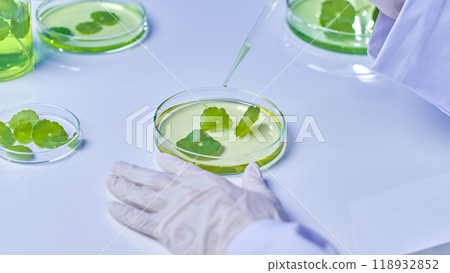The solution was added to the petri containing centella solution using a dropper. The specimens and instruments for the centella experiment may be found on the table. High-quality picture templates 118932852