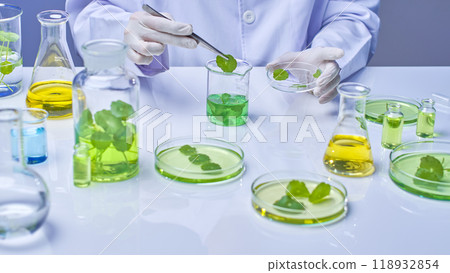 A photo captures the full tabletop with instruments and specimens for the centella experiment from a high viewpoint. A scientist is picking up centella leaves from a solution and placing a petri dish. A photo captures the full tabletop with instruments and specimens for the centella experiment from a high viewpoint. A scientist is picking up centella leaves from a solution and placing a petri dish. 118932854