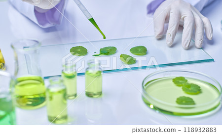 Sample image with modern lab setting shows a scientist is dropping green solution to pennywort samples placed on glass, surrounded by bottles containing solution and petri dishes containing pennywort. 118932883
