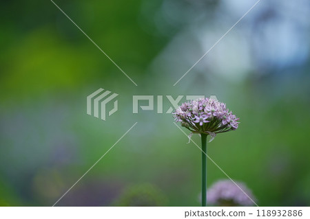 Flowers 118932886