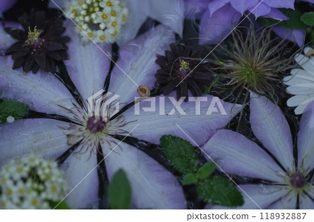 花 118932887