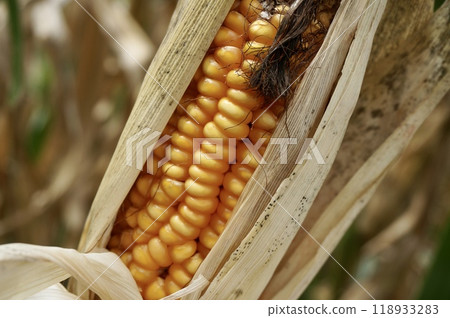 Corn kernels wrapped in withered tassels 118933283