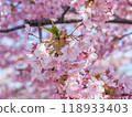 Cherry blossoms in full bloom and blue sky 118933403