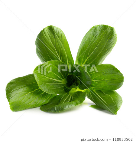 Young organic white bok choy or bak choi Chinese cabbage isolated on white backgound Young organic white bok choy or bak choi Chinese cabbage isolated on white backgound 118933502