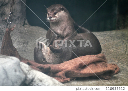 A couple of Asian small-clawed otters playing together⑥ A couple of Asian small-clawed otters playing together⑥ 118933612