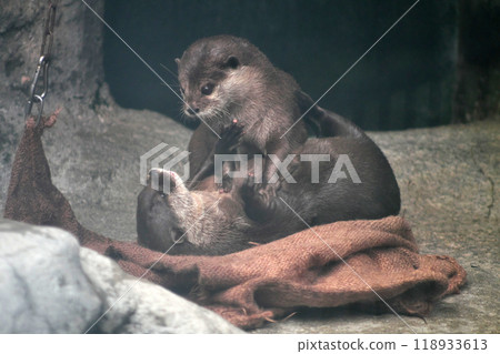 A couple of Asian small-clawed otters playing together⑤ 118933613