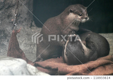 一對小爪水獺在嬉戲 ④ 118933614