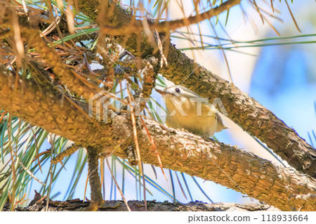 The smallest bird in Japan, the cute Japanese bush warbler (family: Muscicapidae), flies around searching for food in pine trees. Edogawa-ku Kasai Rinkai Park 2023 118933664