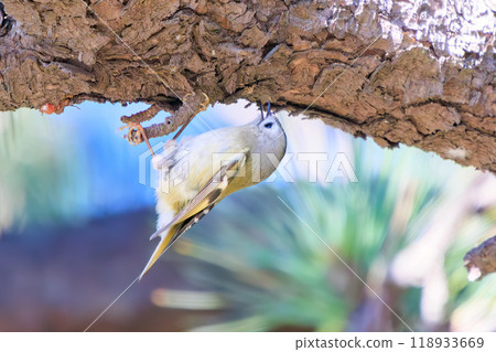 The smallest bird in Japan, the cute Japanese bush warbler (family: Muscicapidae), flies around searching for food in pine trees. Edogawa-ku Kasai Rinkai Park 2023 118933669