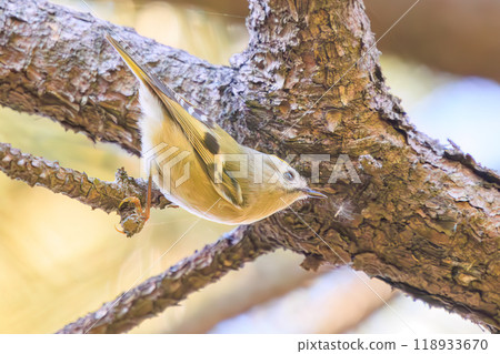 The smallest bird in Japan, the cute Japanese bush warbler (family: Muscicapidae), flies around searching for food in pine trees. Edogawa-ku Kasai Rinkai Park 2023 118933670