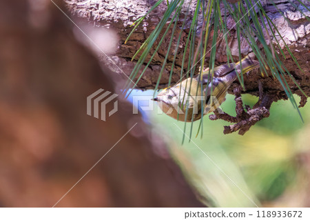 日本最小的鳥類，在松樹上飛來飛去尋找食物，可愛的黃腹紅尾鴝（科：鶯科），江戶川區葛西臨海公園，2023 年 118933672