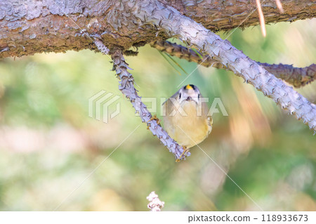 日本最小的鳥類,在松樹上飛來飛去尋找食物,可愛的黃腹紅尾鴝(科:鶯科),江戶川區葛西臨海公園,2023 年 日本最小的鳥類,在松樹上飛來飛去尋找食物,可愛的黃腹紅尾鴝(科:鶯科),江戶川區葛西臨海公園,2023 年 118933673