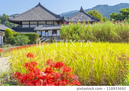 Asukadera Temple, cosmos and red spider lilies - Early autumn scenery (Asuka Village, Nara Prefecture) Asukadera Temple, cosmos and red spider lilies - Early autumn scenery (Asuka Village, Nara Prefecture) 118933692