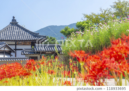 Asukadera Temple, cosmos and red spider lilies - Early autumn scenery (Asuka Village, Nara Prefecture) Asukadera Temple, cosmos and red spider lilies - Early autumn scenery (Asuka Village, Nara Prefecture) 118933695