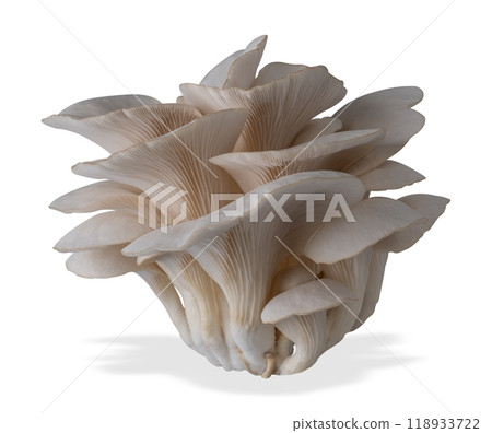 Isolated oyster mushroom cut out on white background. 118933722