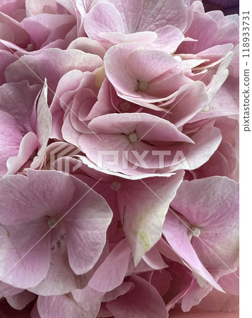 Bouquet of colorful hydrangeas close-up Bouquet of colorful hydrangeas close-up 118933731