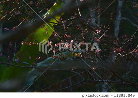Phaya suae flower Phaya suae flower 118933849