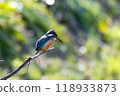 Kingfisher resting on a tree branch 118933873