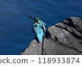 Kingfisher resting on a tree branch 118933874