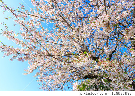 Beautiful Somei-yoshino (cherry blossom) trees in full bloom by the river. Kanagawa Prefecture - Photo taken in 2024. 118933983