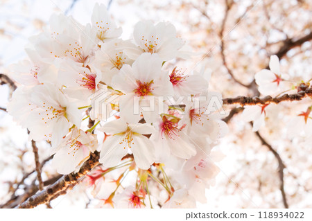 黃昏時分，美麗的染井吉野櫻花在河邊盛開。神奈川縣 - 拍攝於 2024 年。 118934022