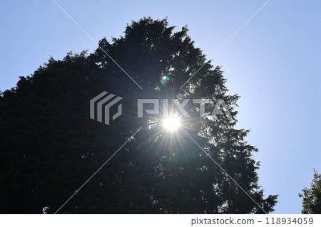 A landscape of a shining white sun, a large tree with green leaves, and a blue sky 118934059