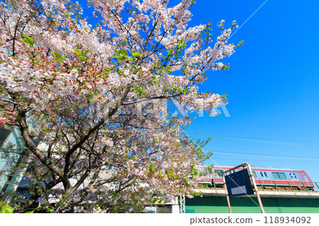 Beautiful Yoshino cherry blossoms in full bloom on the riverside and a red train at Tsurumi River, Tsurumi Ward, Yokohama City, Kanagawa Prefecture, Japan, 2024 118934092