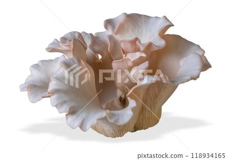 Isolated oyster mushroom cut out on white background. 118934165