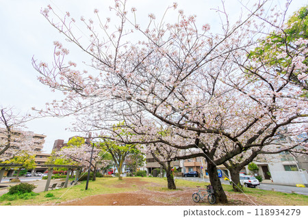 Beautiful Somei-Yoshino cherry blossoms (cherry blossoms) in full bloom at a city park, Kanagawa Prefecture, Japan - Photo taken in 2024. 118934279