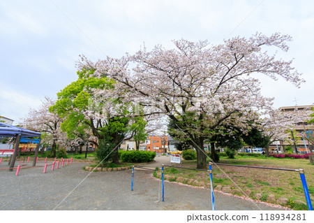 Beautiful Somei-Yoshino cherry blossoms (cherry blossoms) in full bloom at a city park, Kanagawa Prefecture, Japan - Photo taken in 2024. 118934281