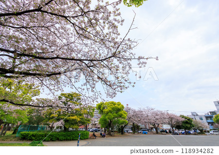 Beautiful Somei-Yoshino cherry blossoms (cherry blossoms) in full bloom at a city park, Kanagawa Prefecture, Japan - Photo taken in 2024. 118934282